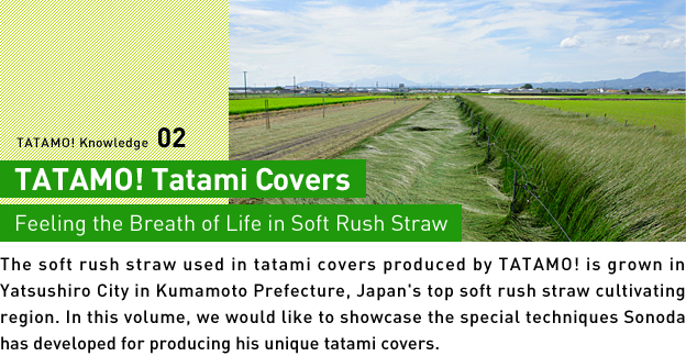 TATAMO! Tatami Covers Feeling the Breath of Life in Soft Rush Straw