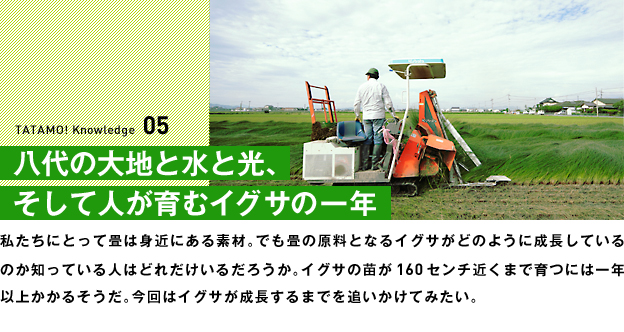 八代の大地と水と光、そして人が育むイグサの一年