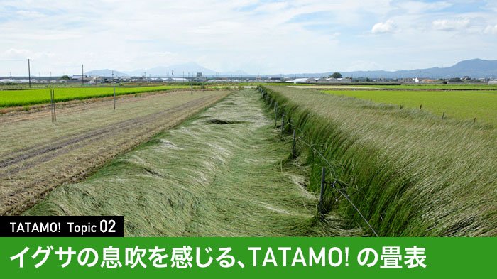 イグサの息吹を感じるTATAMO! の畳表